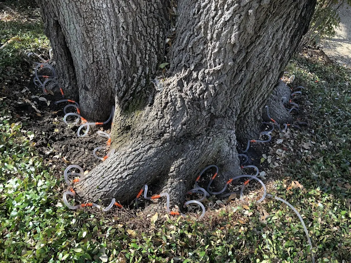 Detailed Shrub and Hedge Trimming job site in Woodland Hills