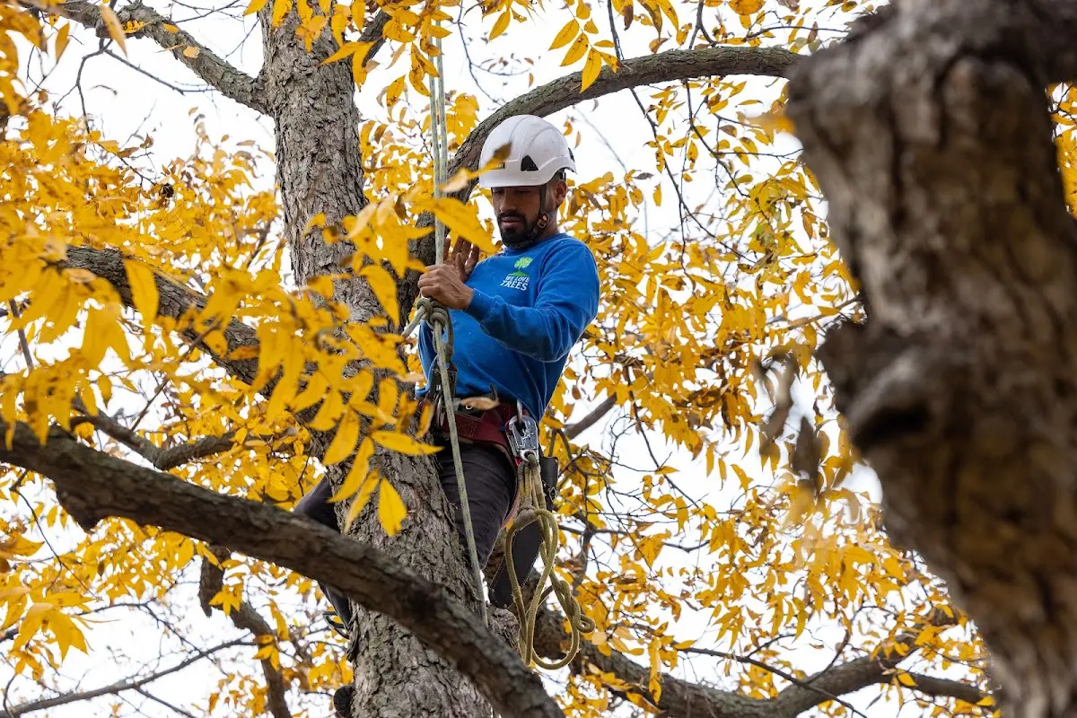 Skilled Tree Planing crew working in Woodland Hills